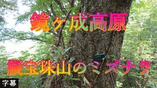 アジサイの咲く頃 6月19日 月曜 曇り時々晴れ 梅雨 美しい緑 鏡ヶ成高原 擬宝珠山のミズナラ 日本 鳥取県日野郡江府町御机 鏡ケ成湿地自然観察路 @WalkingYoshi