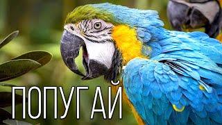 Parrot: Talking Bird | Interesting Facts About Parrots