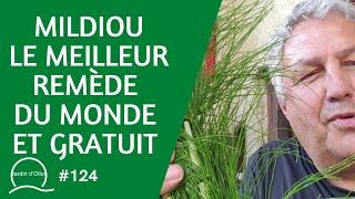 #124-Mildiou le meilleur remède du monde (ou presque) ... et gratuit 