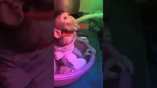 baby monkey milk squirting