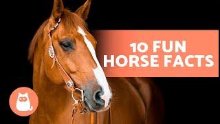 10 FACTS About HORSES That You Didn't Already Know 