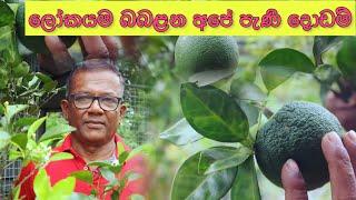 ඔසුවක්ද ? පළතුරක්ද? එතරම් ගුණ පිරි Bibile Sweet Orange | Ceylon Agri | Episode 413