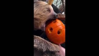 Sloths & Tamarins Enjoy Rainforest Pumpkin Party in Rhode Island Zoo