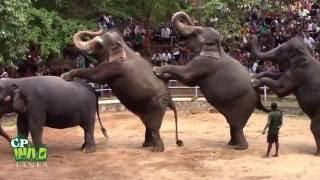 Elephants Dance At Dehiwala National Zoo (Sri Lanka) | Wildlife | Animals | Animal dance