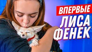 ВПЕРВЫЕ: ЛИСА ФЕНЕК, какает где попало, ЛАЕТ на кошку! Стоит ли заводить?!