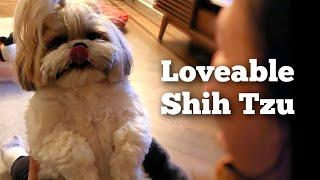 a Shih Tzu day in the life