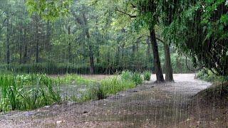 Rain Sounds in the Park for when You Lack Sleep due to Insomnia - Sleep-Inducing White Noise