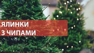 У Києві почали продавати живі ялинки: чи усі дерева чиповані?