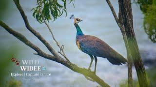 FOOD HABITS OF PEAFOWL, PEACOCK FOOD HABITATIONS AND NATURE