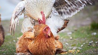 Chicken mating | Rooster breeds with hen | Compilation video #chicken #breeding