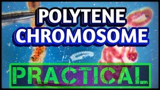 Polytene Chromosomes from Salivary glands | Dissection of Chironomus larvae