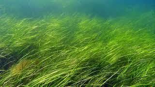 Hey there Delilah but it’s about seagrass