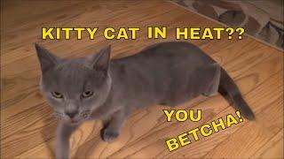 Young Cat In Heat: Signs And Symptoms