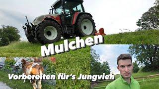 Jungvieh Weide herrichten | Milchkuh Weide Mulchen