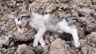 Emergency | Poor Stray Cat Lies Motionless Waiting Desperately... Until | Animal Family