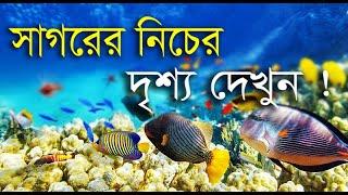 সাগরের নিচের দৃশ্য দেখুন ! See what's under the sea, -2020