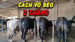 Bí Quyết Vỗ Béo Bò 3B Chỉ Trong 2 Tháng Được Xuất Bán Giá Cao  @3phutnongnghiep