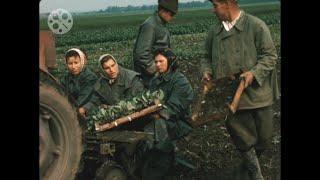 1960er - Marchfeld - Einsetzen - Feldarbeit - Acker - Gemüseanbau - 1960s - Farm - Austria - 8mm