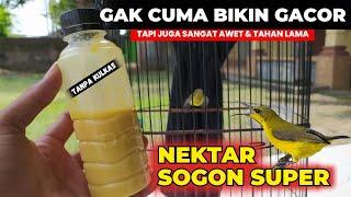 AWALNYA COBA COBA TERNYATA HASILNYA LUAR BIASANEKTAR SOGON SUPEERR..