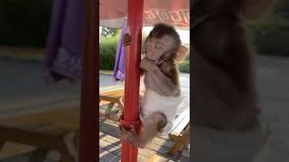 funny monkey video малышка обезьяна