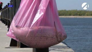Запрет на ловлю рыбы вне населённых пунктов с 20 апреля до 20 июня
