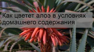 Как цветет алоэ в условиях домашнего содержания