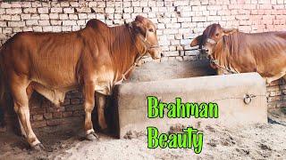 Brahman Bachraa or Sahiwal Bachrii for || Kheerayy janwar || Mashallah Beautiful