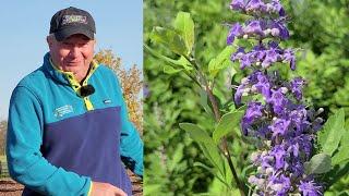 Why Is Vitex Called The Chaste or Chastity Tree? / How To Prune & Learn About A New Hardier Hybrid