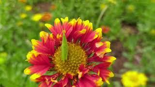 Beauty of Nature | Grasshopper on beautiful flower |  Nature photography | Tushar Tripathi |