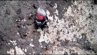 Wallcreeper - Tichodroma muraria - Tichodrome - Rotskruiper / Dinant - Belgium / 27-1-2015