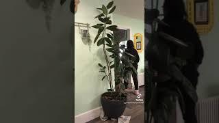 Rubber Tree Care | Ficus Elastica | Houseplant Care