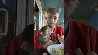 Baby Baboon Eating Salad