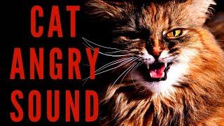 CAT ANGRY SOUND - Realistic Cat Sound | Maktub_ytv