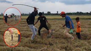 The village people Catching Mouse in rice Fields