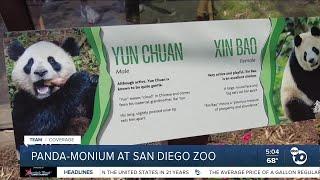 'Panda-monium' at San Diego Zoo