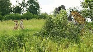 Cheetah Puts Everything on the Line to Protect Cub from Leopard