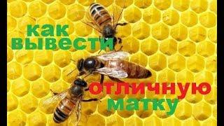 # Uterus for # bees, a way of breeding a strong excellent uterus.