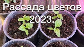 Рассада Цветов обзор всходов 2023