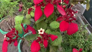 Red Mussaenda / Red flag blush