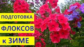 ФЛОКСЫ. Подготовка к зиме: обрезаем, подкармливаем и укрываем, чтобы хорошо перезимовали!