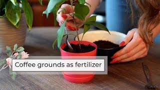 Coffee Grounds Fertilizer for Plants | Easy DIY Fertilizers