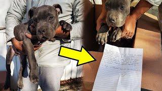 Мальчик оставил на пороге приюта щенка с запиской, прочитав которую волонтеры были тронуты до глубин