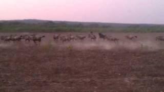 Wildebeest Stampede