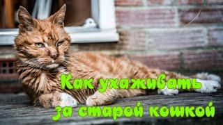 Как ухаживать за старой кошкой  How to care for an old cat