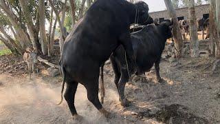 Buffalo Amazing Meeting Buffalo Breeding First Time Full Breeding #buffalo#meeting#cross #meeting