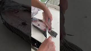 Invasive Florida Tilapia fillet #fillet #fishing