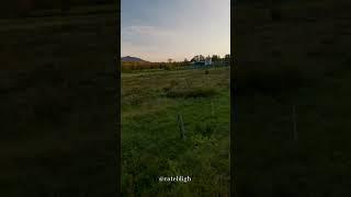 New Hampshire Fall Foliage 2024 in the White Mountains, Sugar Hill, NH #shorts