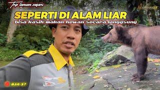 MEMBERI MAKAN SATWA LIAR SECARA LANGSUNG‼️ seakan kita ada di dalam hutan ‼️