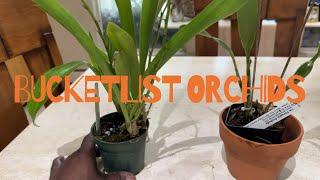 BUCKET LIST ORCHIDS : An Eria and a Epidendrum orchid