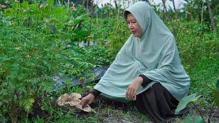 Mencari Jamur Barat di Kebun | Memasak Tumis Jamur, Tumis Pepaya Muda dan Daun Melinjo, Tempe Goreng